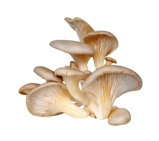 Fresh mushrooms showcasing health benefits