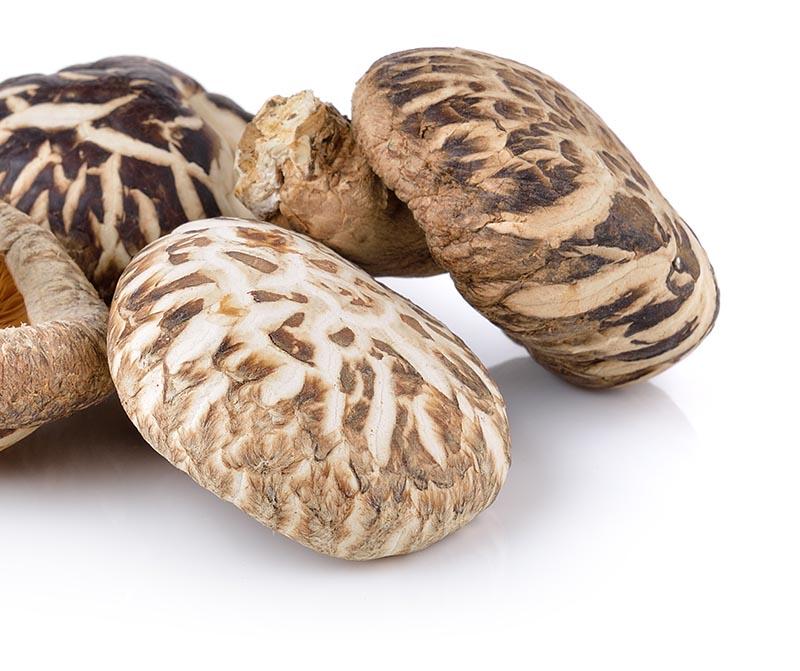 Oyster mushroom main